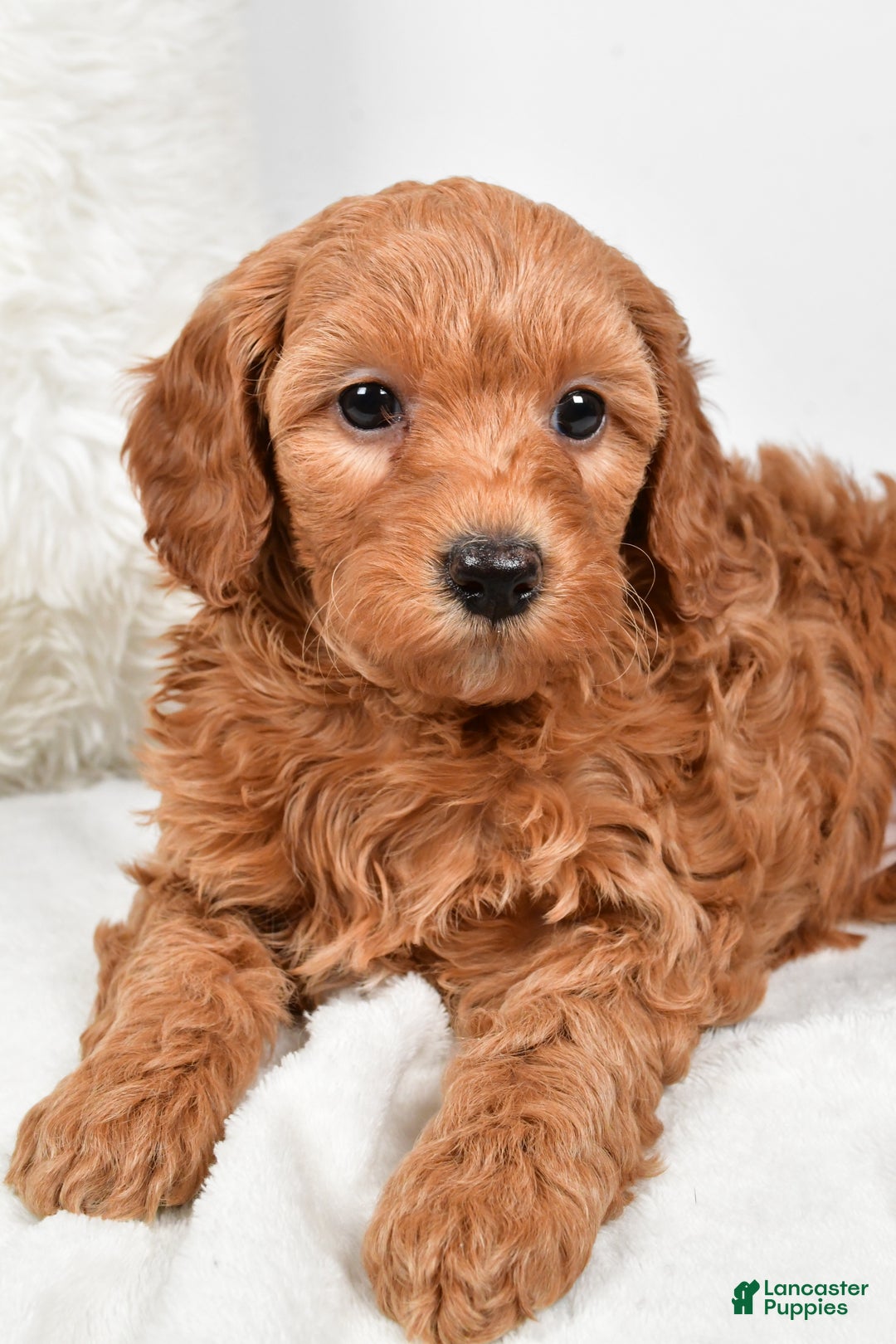 Mini Goldendoodle dogs for sale: Molly - Ad 4