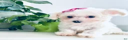 Maltese dogs for sale: Teacup Tenley - Ad 10