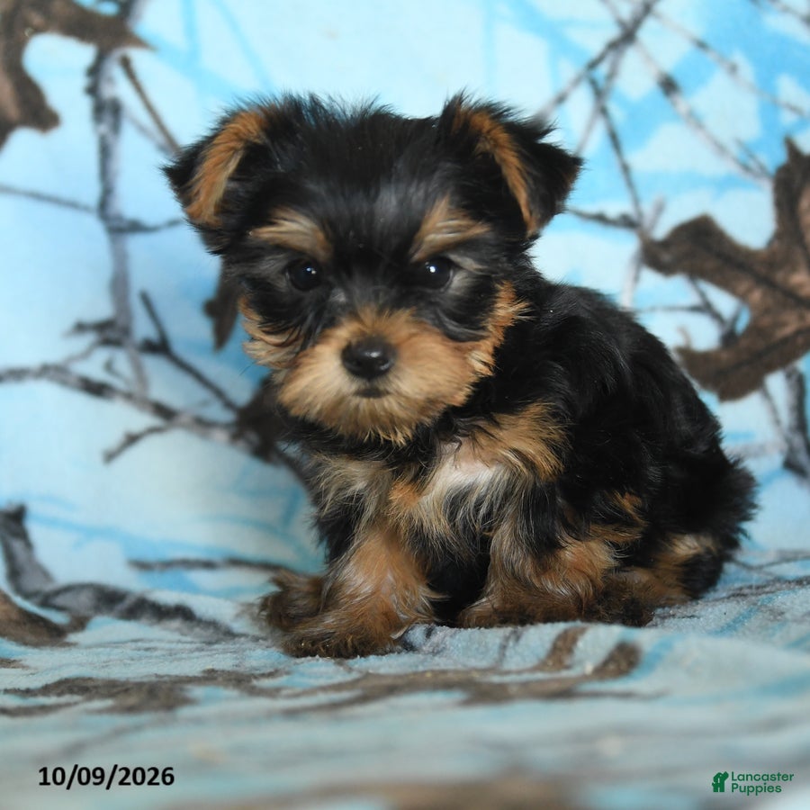 Griffin (Yorkshire Terrier, Male) in Gap, PA