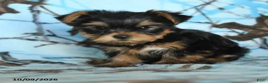 Griffin
