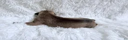 Great Dane dogs for sale: Latte - Ad 6
