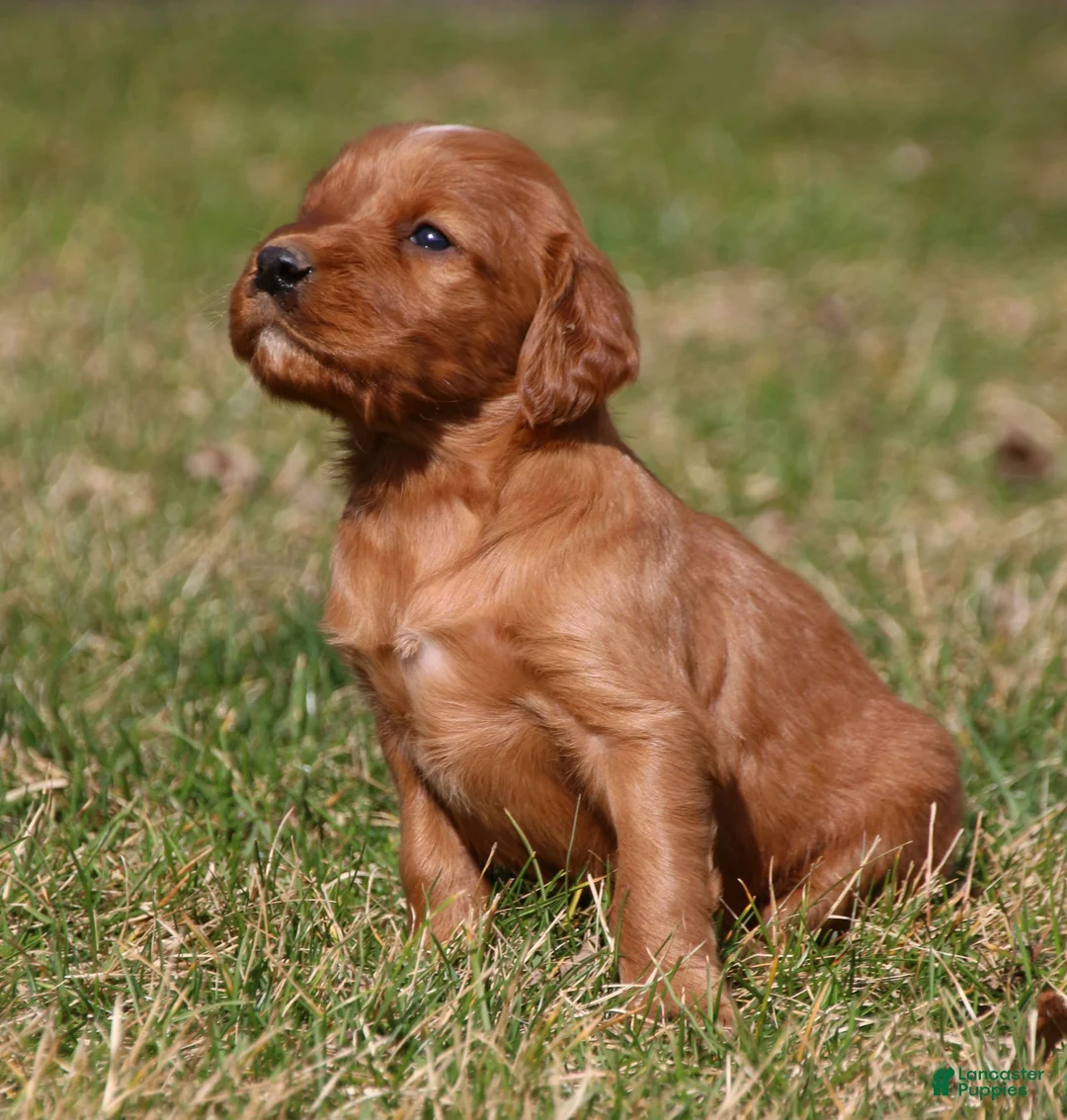 Irish Setter dogs for sale: Charlie - Ad 1