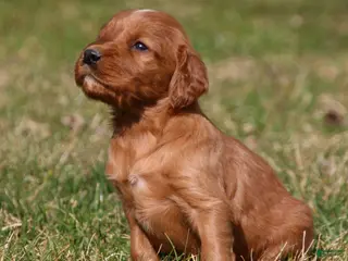 Irish Setter dogs for sale: Charlie - Ad 2