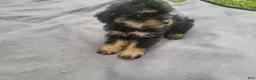 Morkie dogs for sale: Ram  - Ad 5