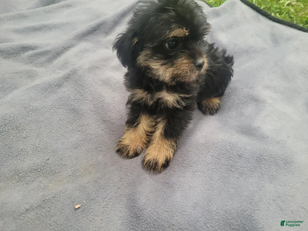 Morkie dogs for sale: Ram  - Ad 5