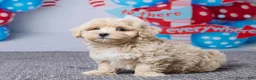 Maltipoo dogs for sale: Cody - Ad 2