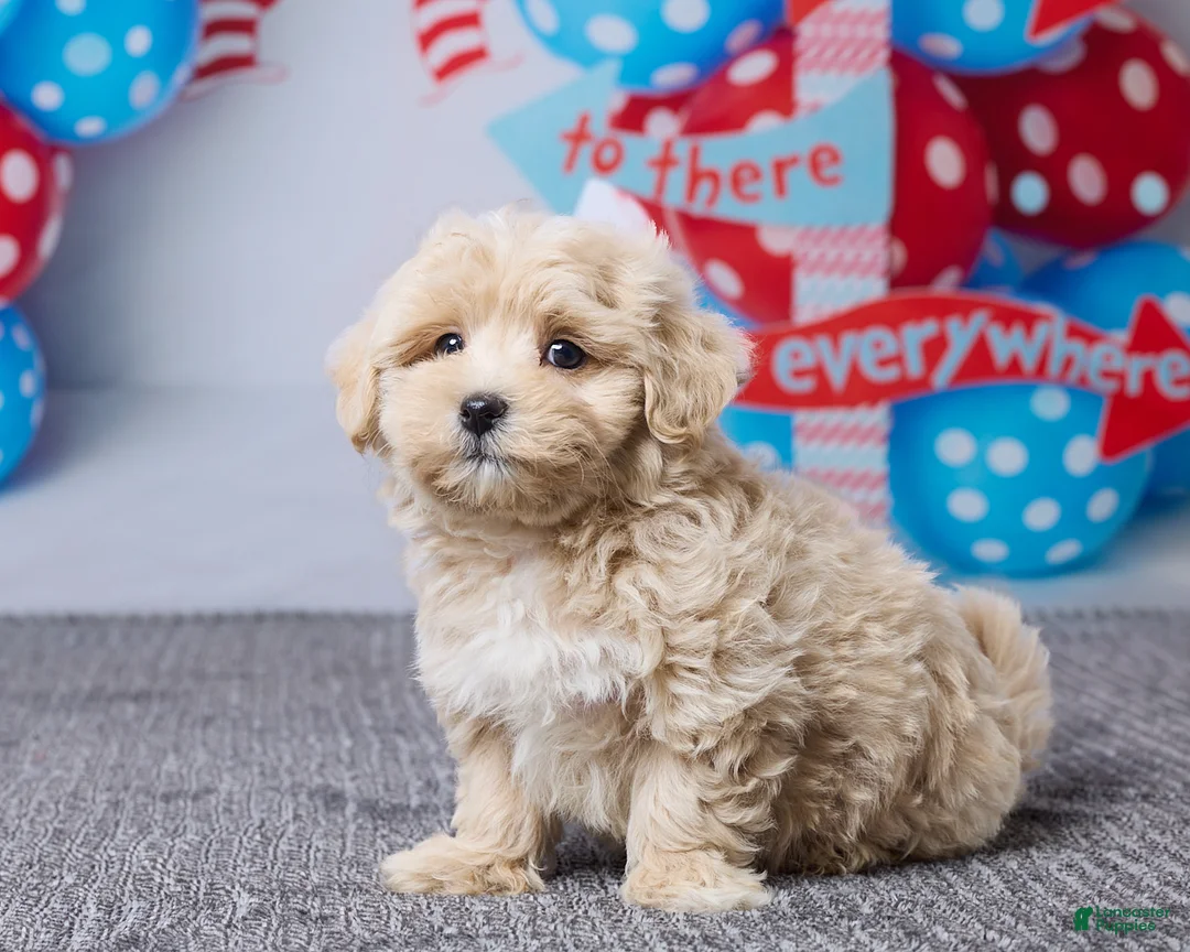 Maltipoo dogs for sale: Cody - Ad 2