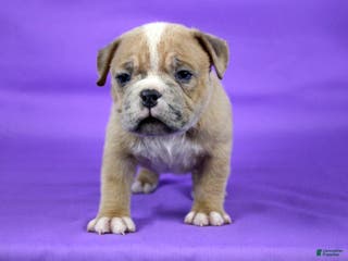 American Bully dogs Fawn Merle Female 2 - Ad 38