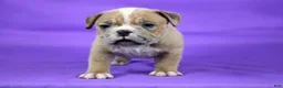 American Bully dogs for sale: Fawn Merle Female 2 - Ad 1
