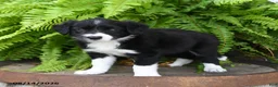 Mixed Breed dogs for sale: Jewel - Ad 3