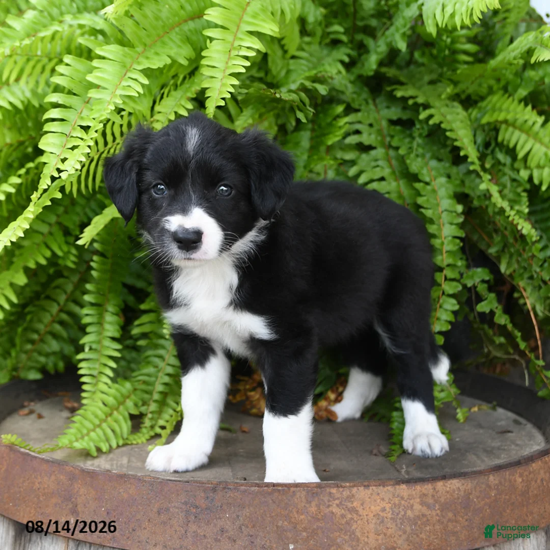 Mixed Breed dogs for sale: Jewel - Ad 3