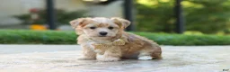 Morkie dogs for sale: Chase - Ad 3