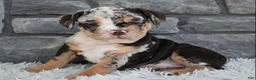 Beabull dogs for sale: Bubba  - Ad 4