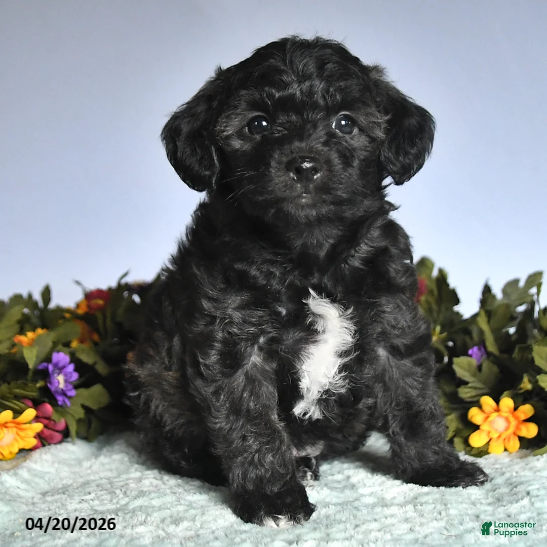 Mixed Breed dogs for sale: Prince   - Ad 2