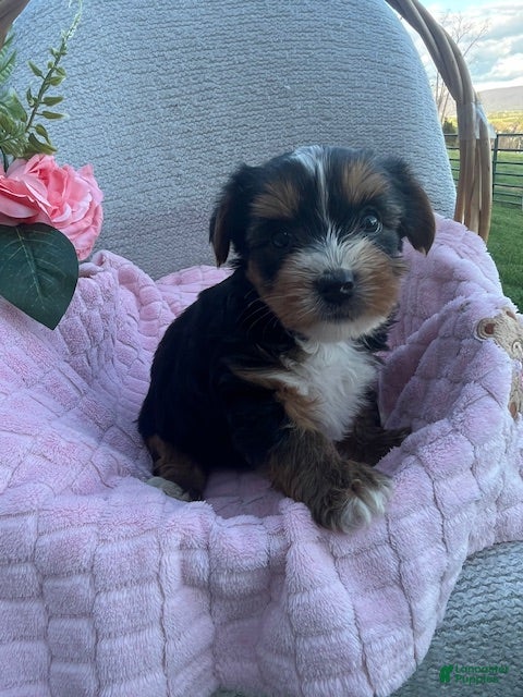 Yorkshire Terrier dogs Jackie - Ad 1