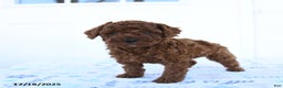 Miniature Poodle dogs for sale: Jay - Ad 2