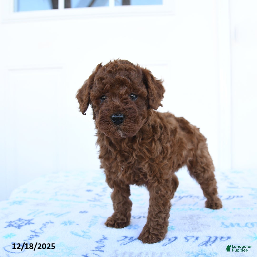 Miniature Poodle dogs for sale: Jay - Ad 2