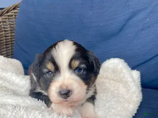 Australian Shepherd dogs Australian Shepherd- Gidget - Ad 6