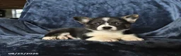 Welsh Corgi Pembroke dogs for sale: River - Ad 4
