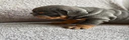 English Bulldog dogs for sale: Bluey - Ad 6