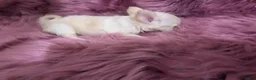 Chihuahua dogs for sale: Lisa Marie LC Apple Head  Videos  - Ad 7