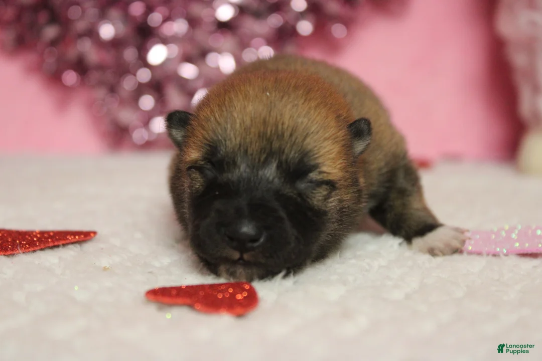 Shiba Inu dogs for sale: Blizzard  - Ad 4