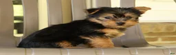 Yorkshire Terrier dogs for sale: Darcy - Ad 3