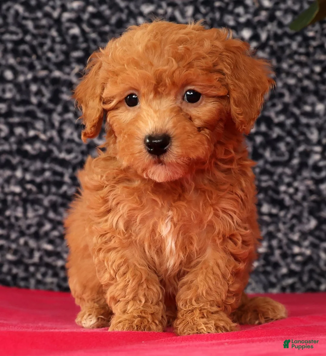 Bichpoo dogs for sale: Foster - Ad 5