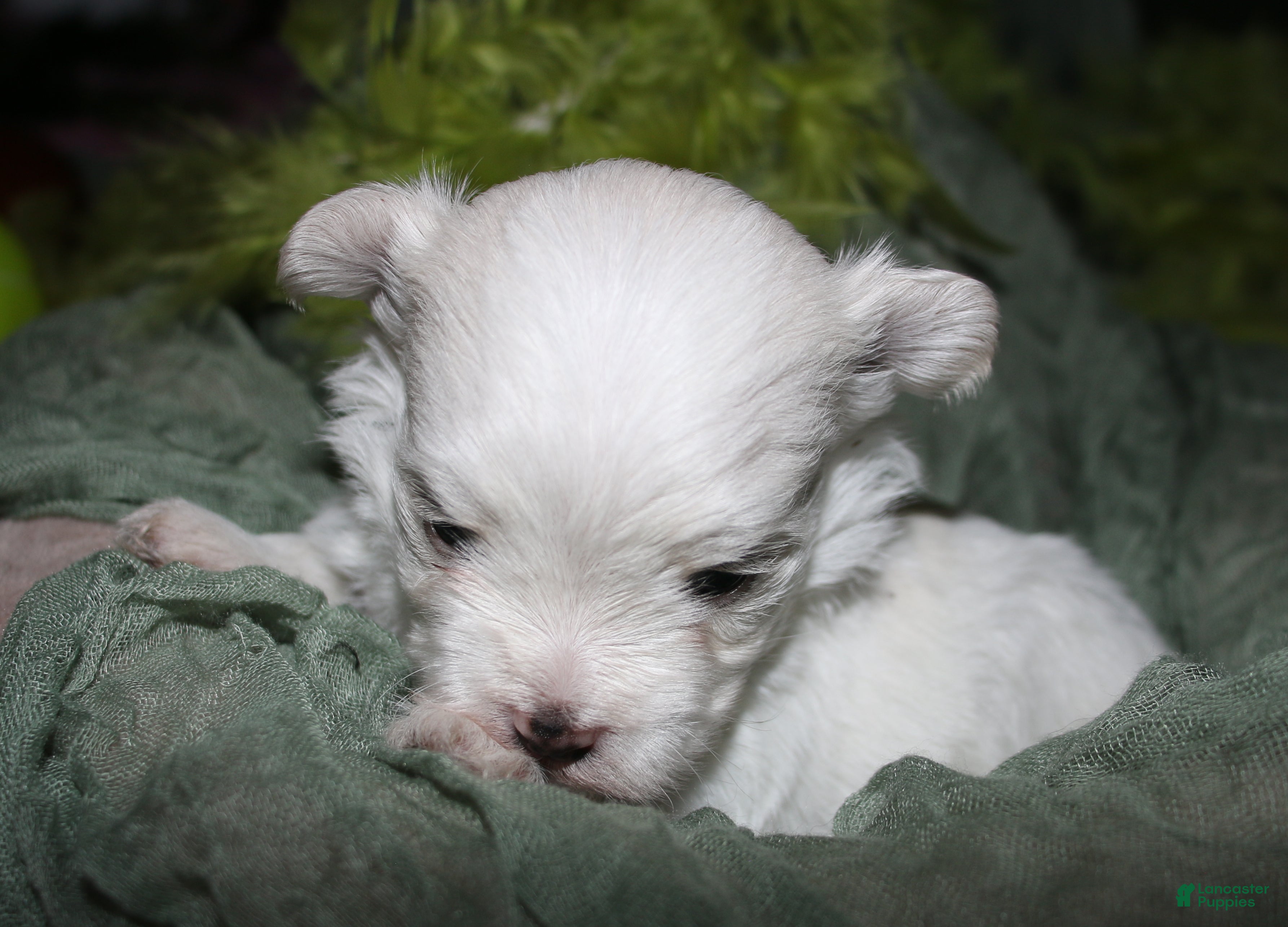 Maltese dogs for sale: Fred - Ad 8
