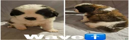Saint Bernard dogs for sale: Saint Bernard 3 - Ad 1