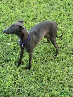 Italian Greyhound dogs Charlie - Ad 2