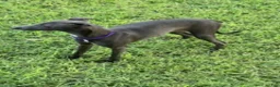 Italian Greyhound dogs for sale: Charlie - Ad 2