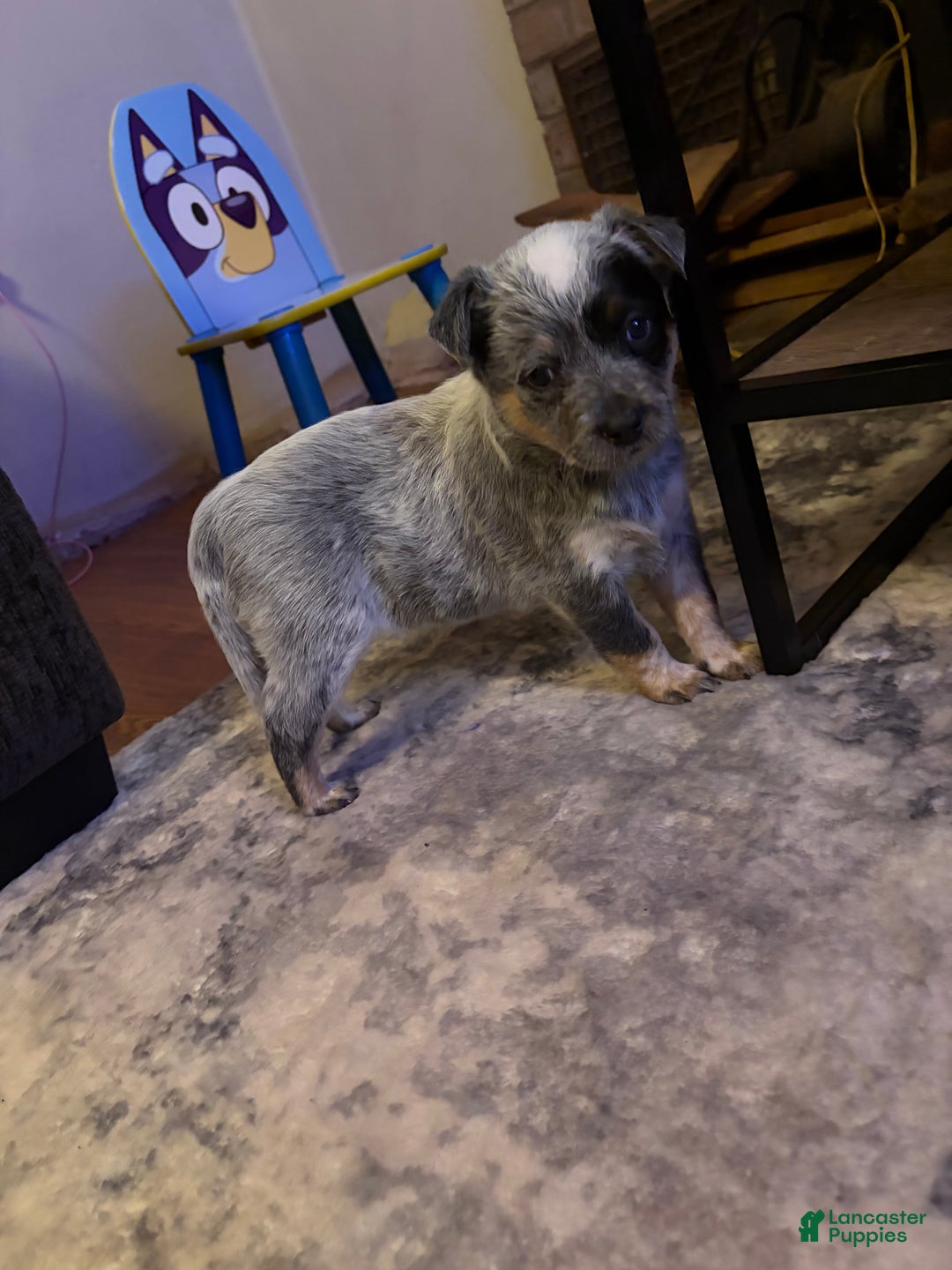 Australian Cattle Dog dogs for sale: Stockings - Ad 3