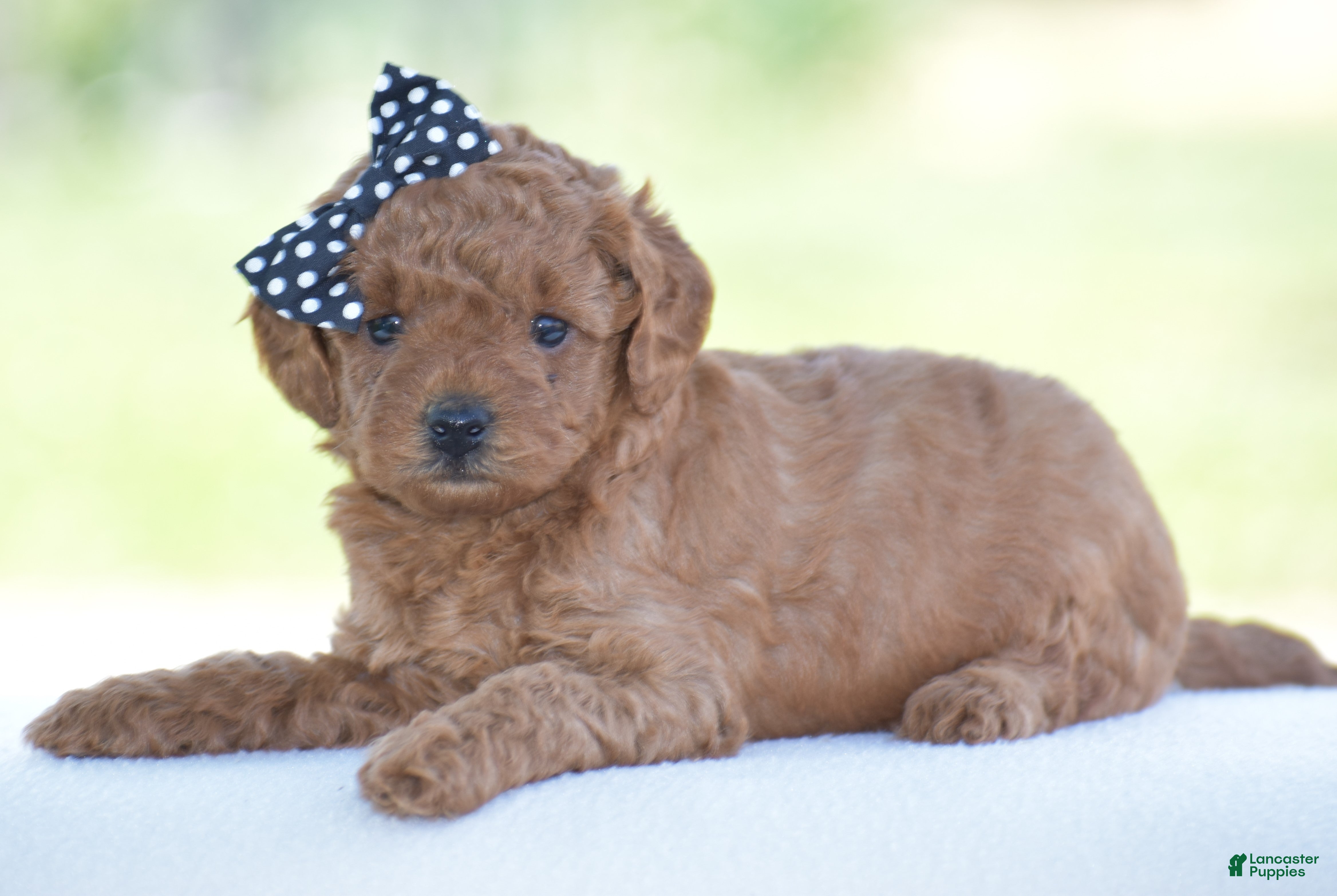 Miniature Poodle dogs Rosette - Ad 1