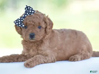 Miniature Poodle dogs for sale: Rosette - Ad 4