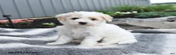 Bichpoo dogs for sale: Jenni - Ad 5
