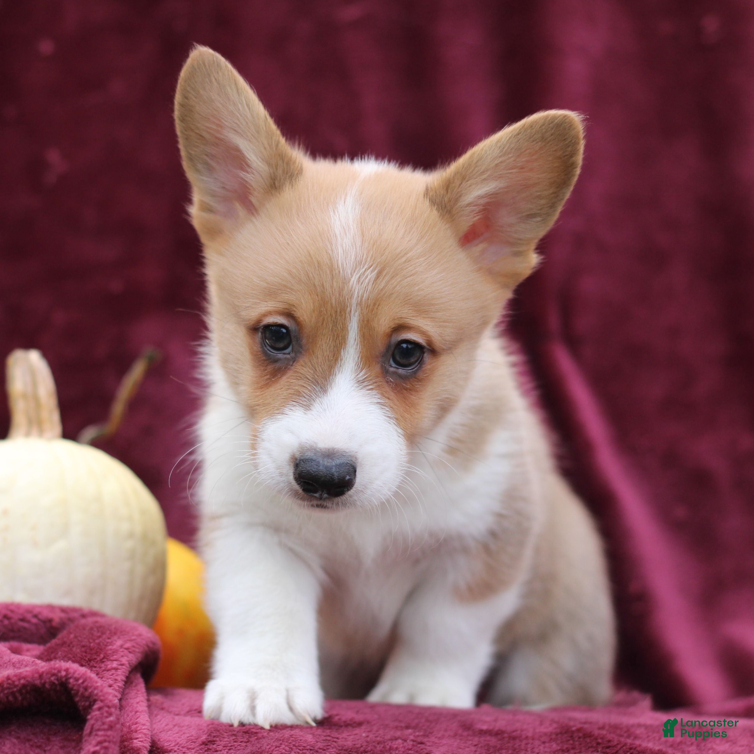 Welsh Corgi Pembroke dogs Henry  - Ad 20