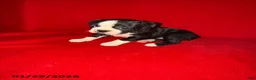 Boston Terrier dogs for sale: Holly - Ad 3