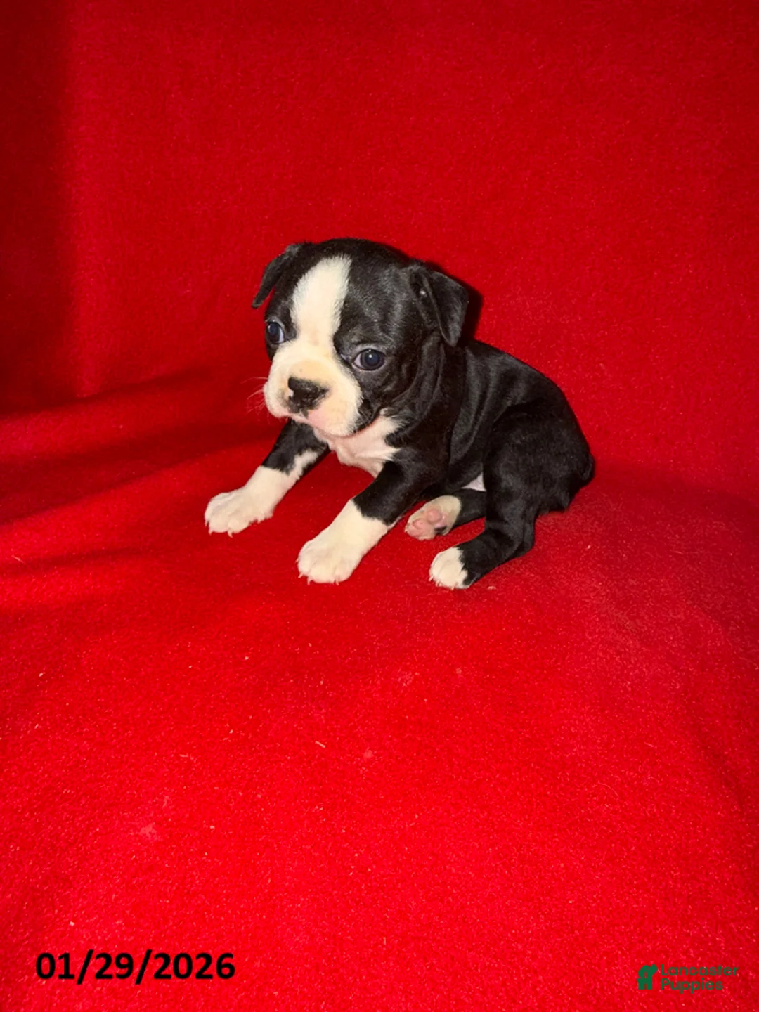 Boston Terrier dogs for sale: Holly - Ad 3