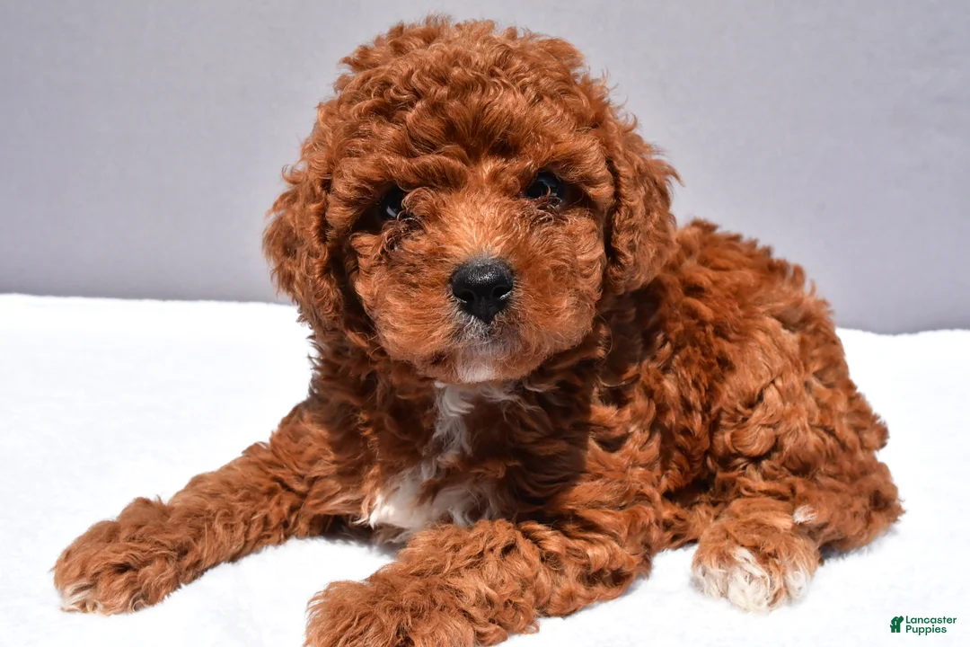 Cavapoo dogs for sale: Banks - Ad 1