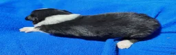 Border Collie dogs for sale: Finnley  - Ad 22