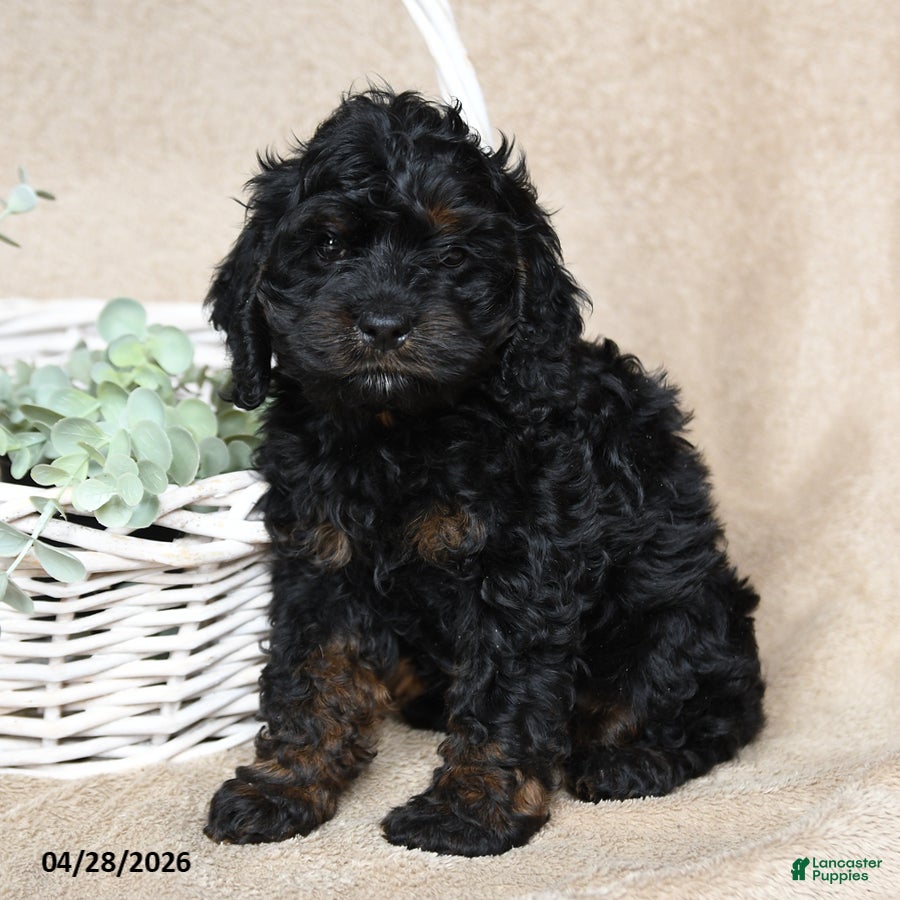 Cockapoo dogs Fido - Ad 2