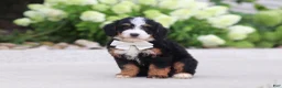 Mini Bernedoodle dogs for sale: Cupcake - Ad 5