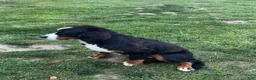 Bernese Mountain Dog dogs for sale: Bernese Mountain Dog 1 - Ad 4
