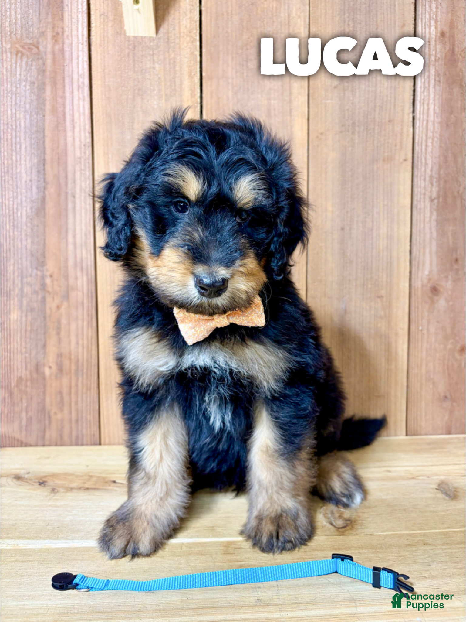 Mixed Breed dogs Lucas - Ad 12