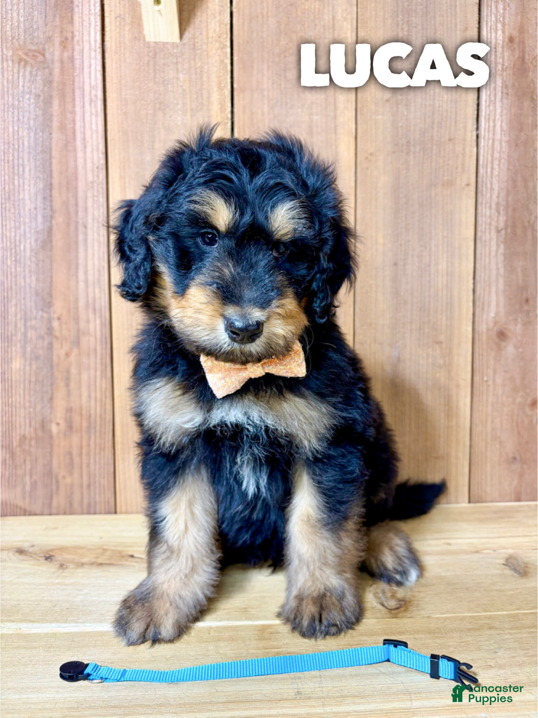 Mixed Breed dogs for sale: Lucas - Ad 1