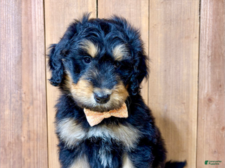 Mixed Breed dogs Lucas - Ad 18