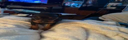 Miniature Pinscher dogs for sale: Miniature Pinscher Puppy 2 - Ad 1