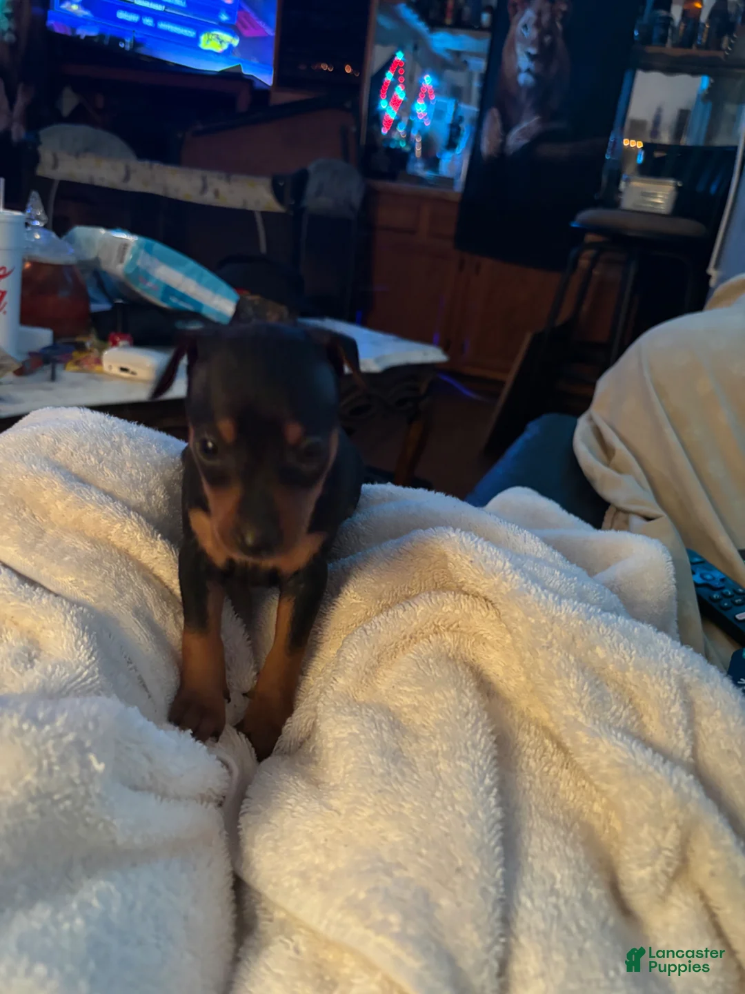 Miniature Pinscher dogs for sale: Miniature Pinscher Puppy 2 - Ad 1