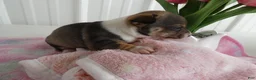 Chihuahua dogs for sale: Chihuahua Puppy 2 Scout - Ad 4